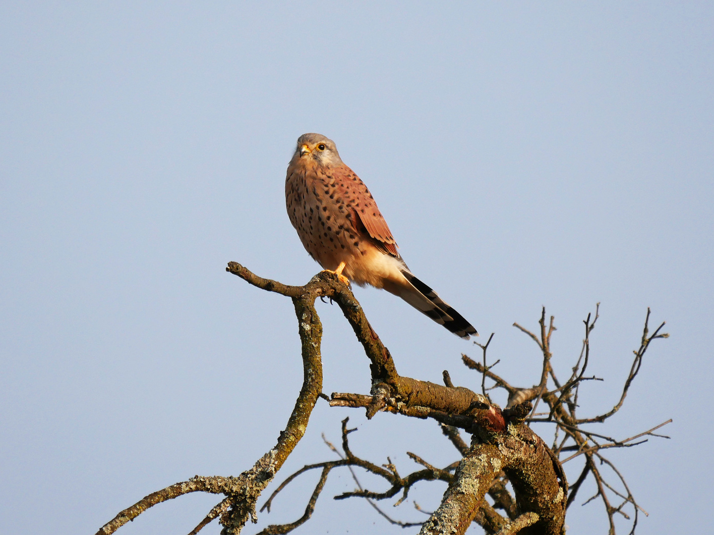 Turmfalke - Männchen