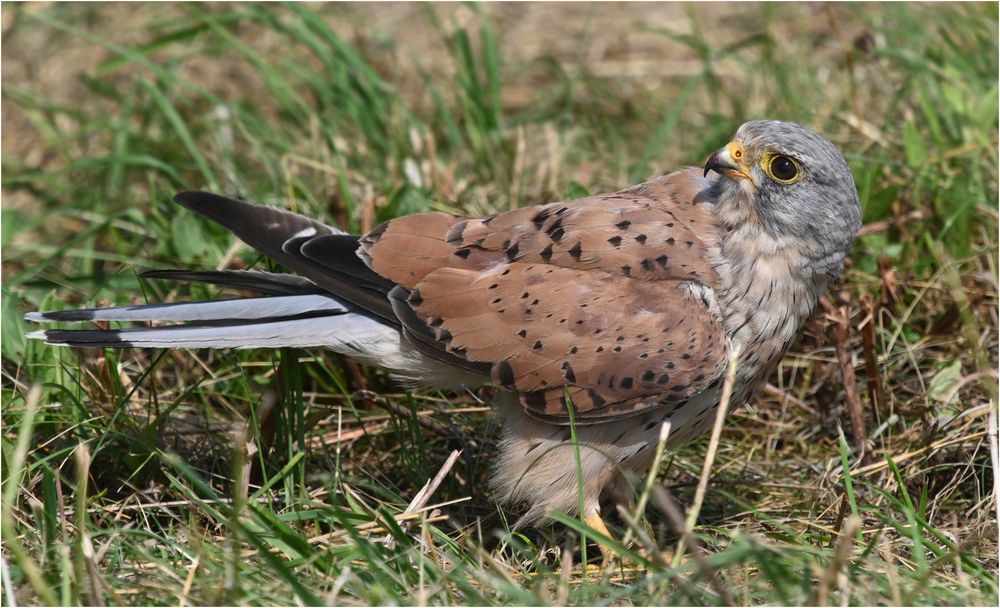 Turmfalke - Männchen