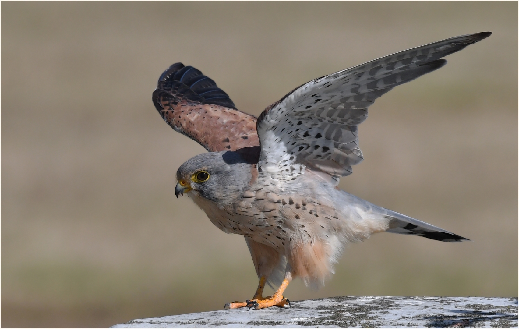 Turmfalke - Männchen