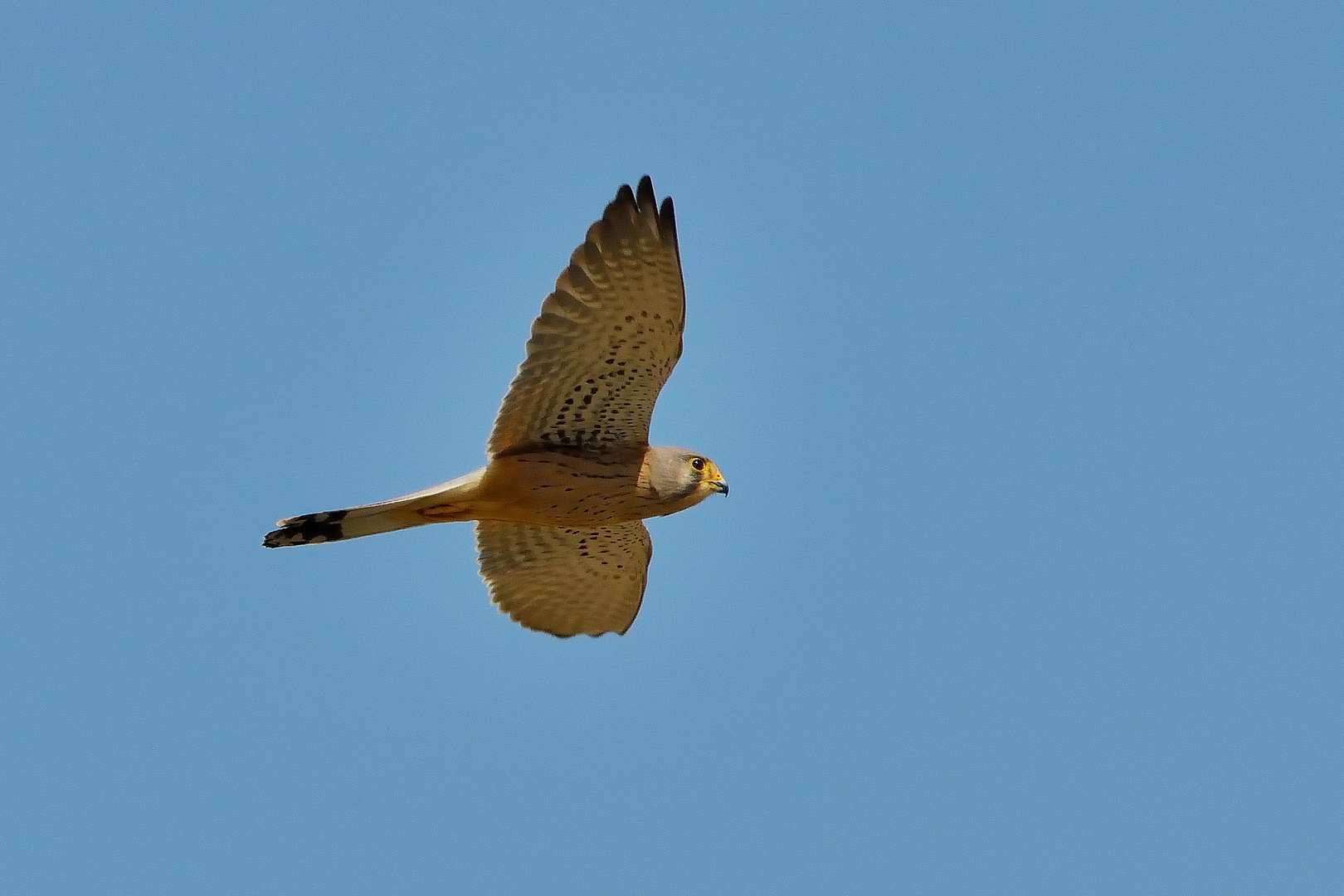 Turmfalke Männchen