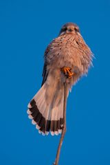 Turmfalke, Männchen (Falco tinnunculus)