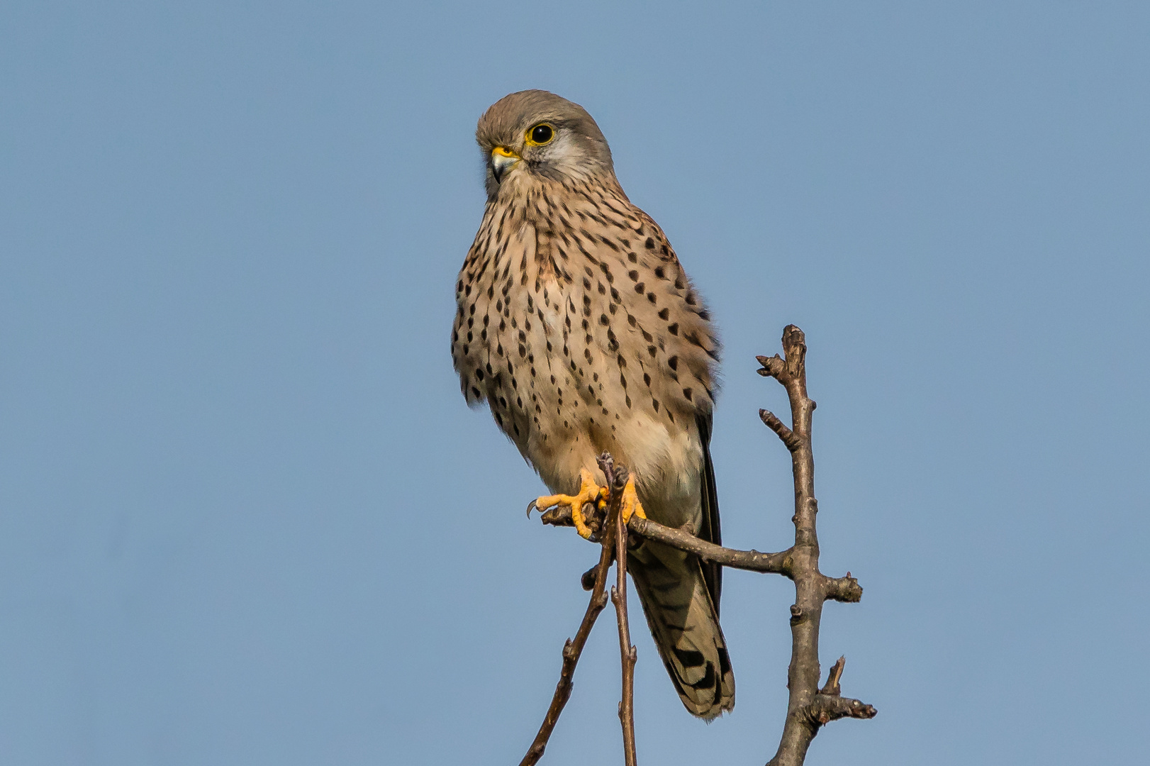 Turmfalke (männl.)