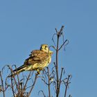 Turmfalke männl.