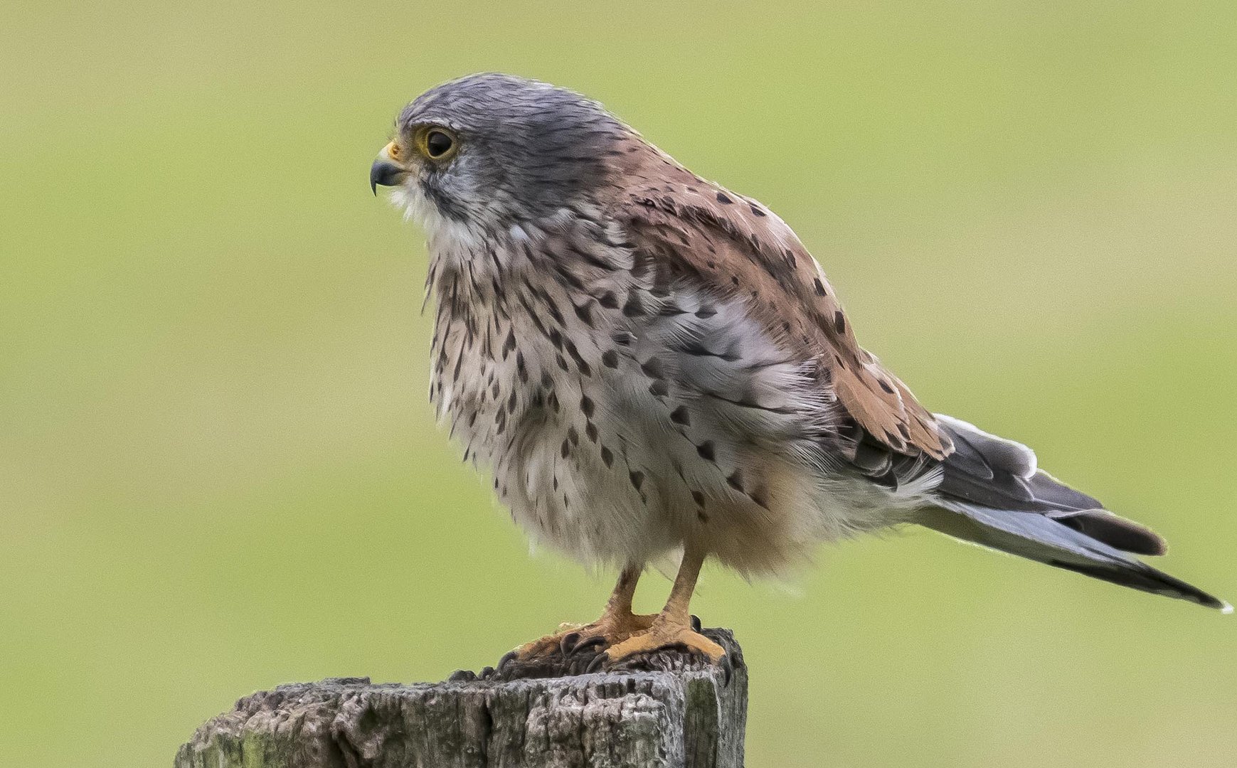 Turmfalke (männlich)