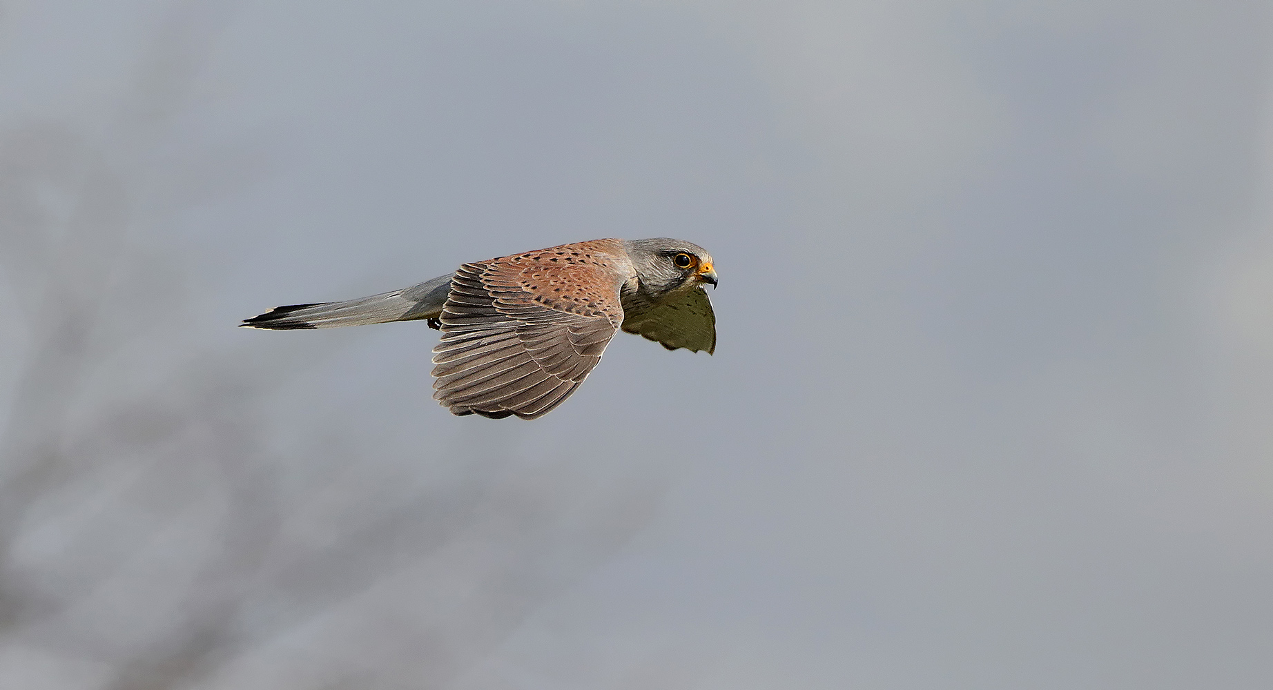 Turmfalke männlich 1 ND