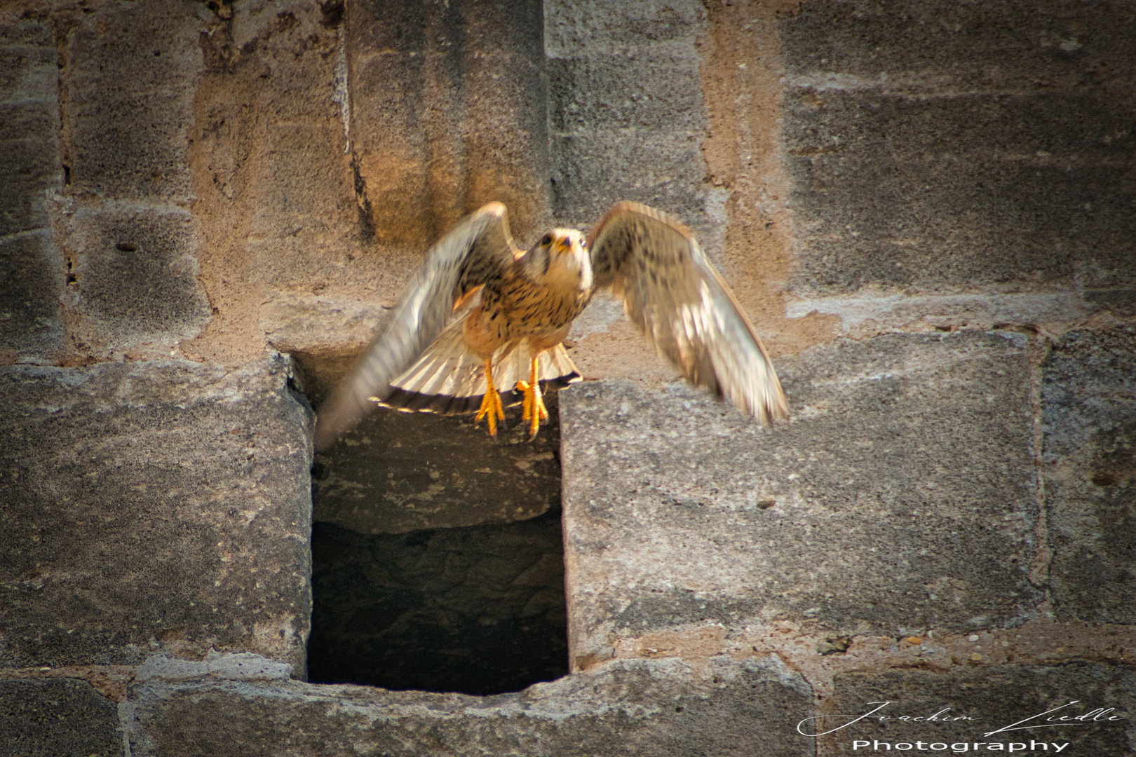 Turmfalke männlich 200