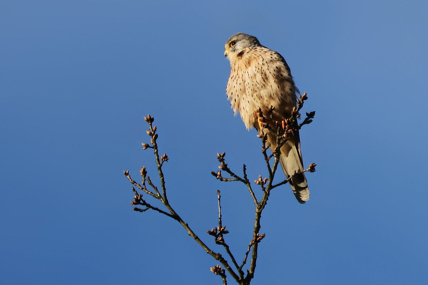 Turmfalke, männlich (2024_02_25_0442_ji)