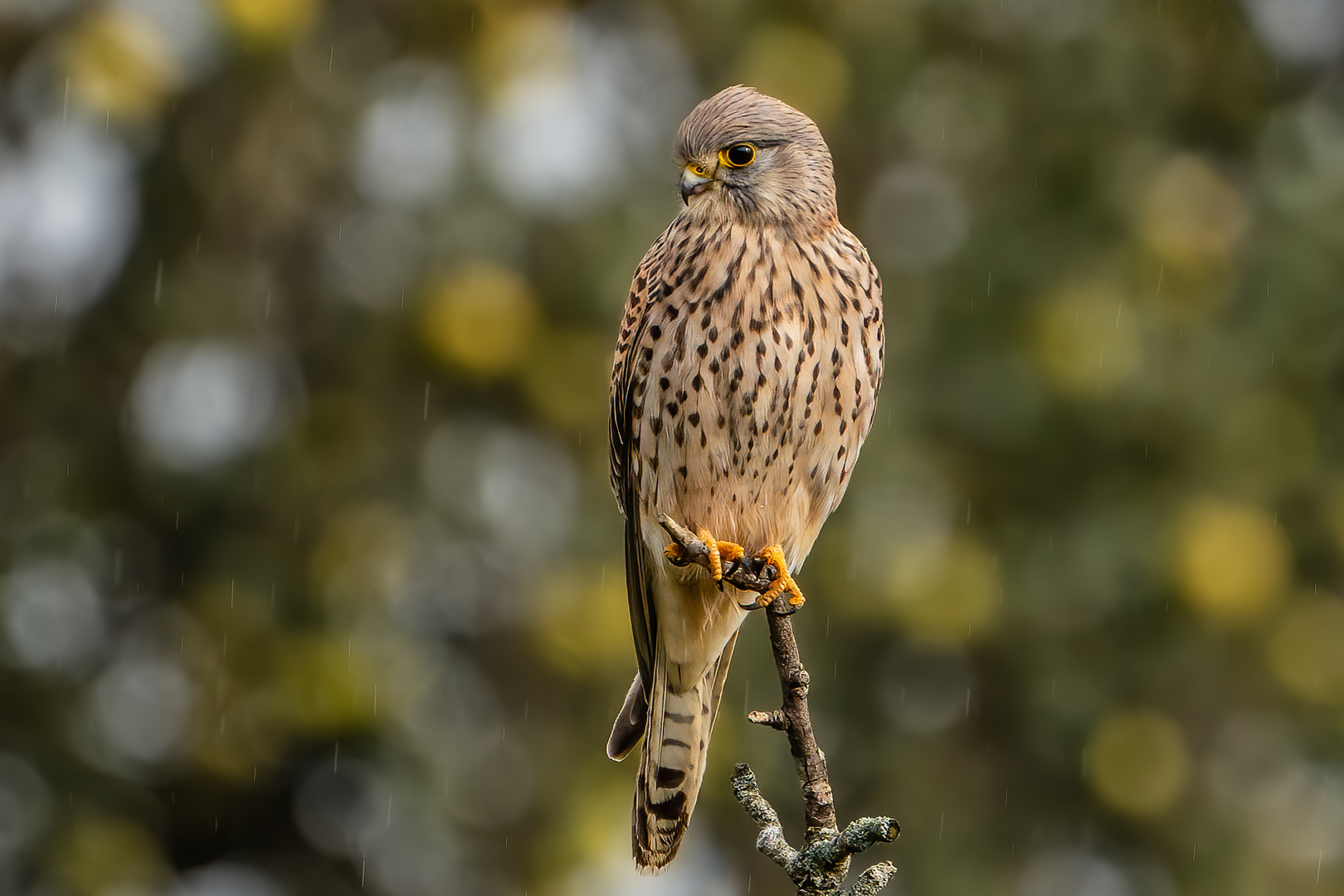 Turmfalke (männlich)