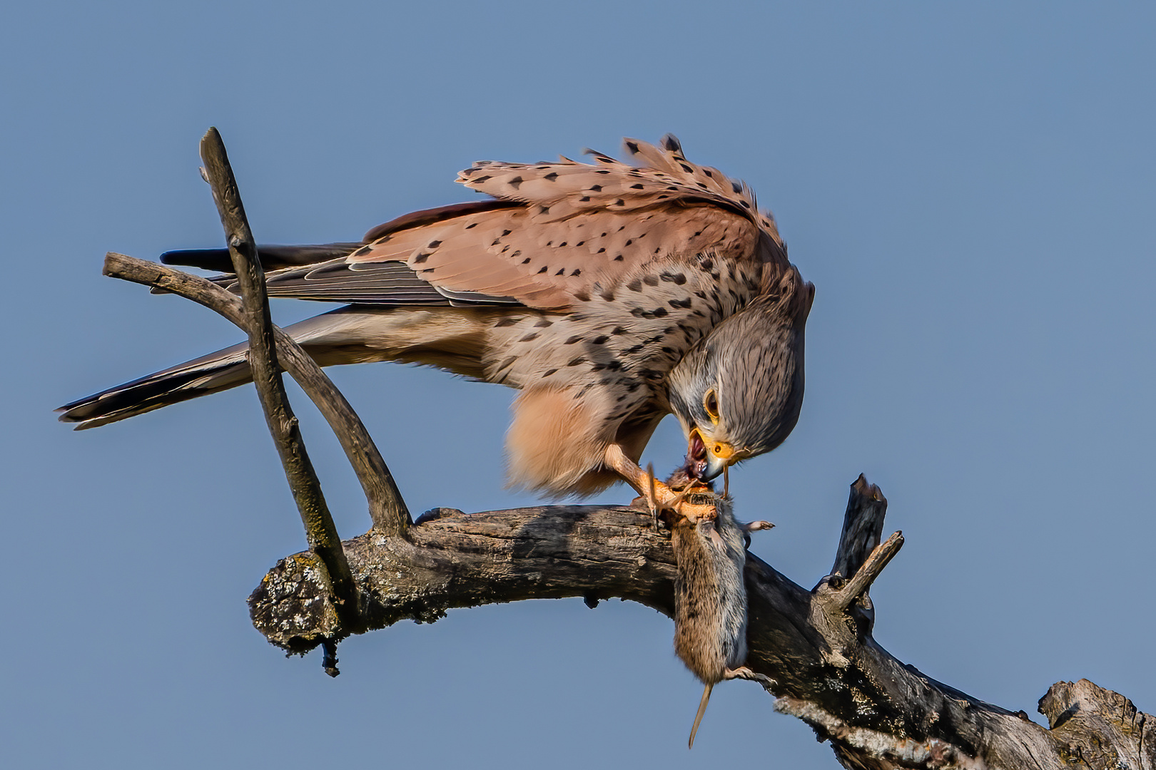 Turmfalke (männlich)