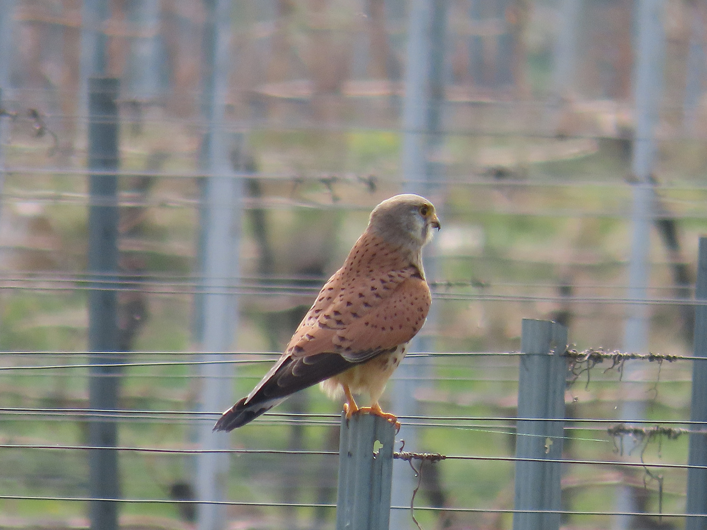 Turmfalke männlich