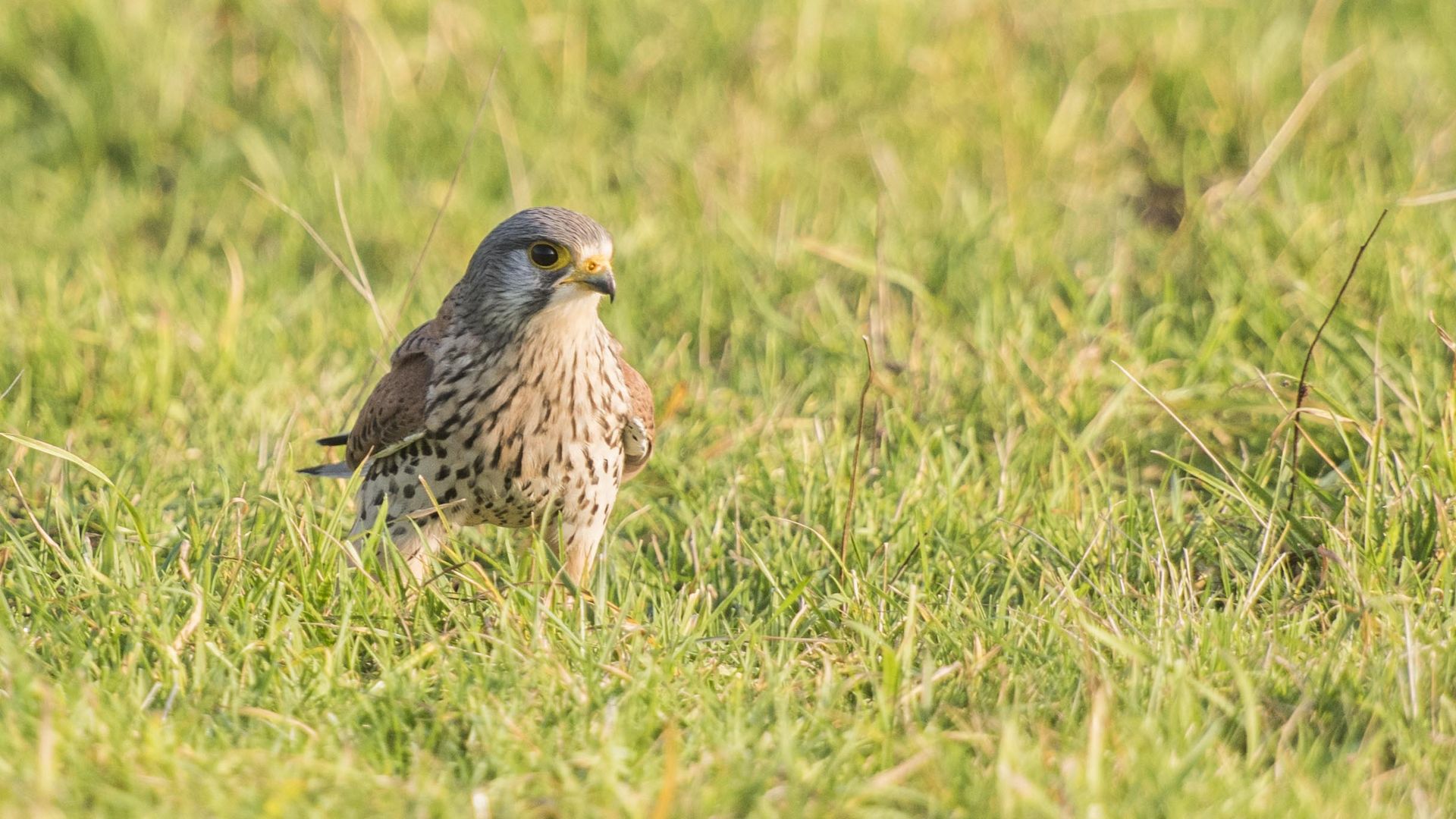 Turmfalke (männlich)