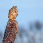 "TURMFALKE", männlich