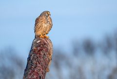 "TURMFALKE", männlich