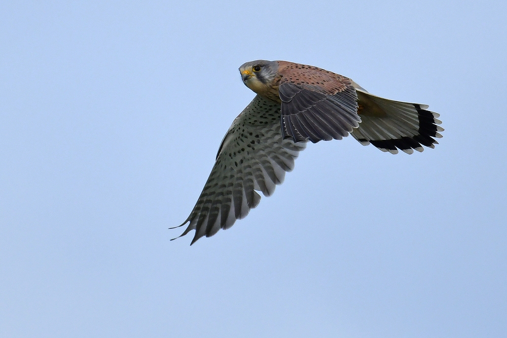 Turmfalke: Mäuse - Blick