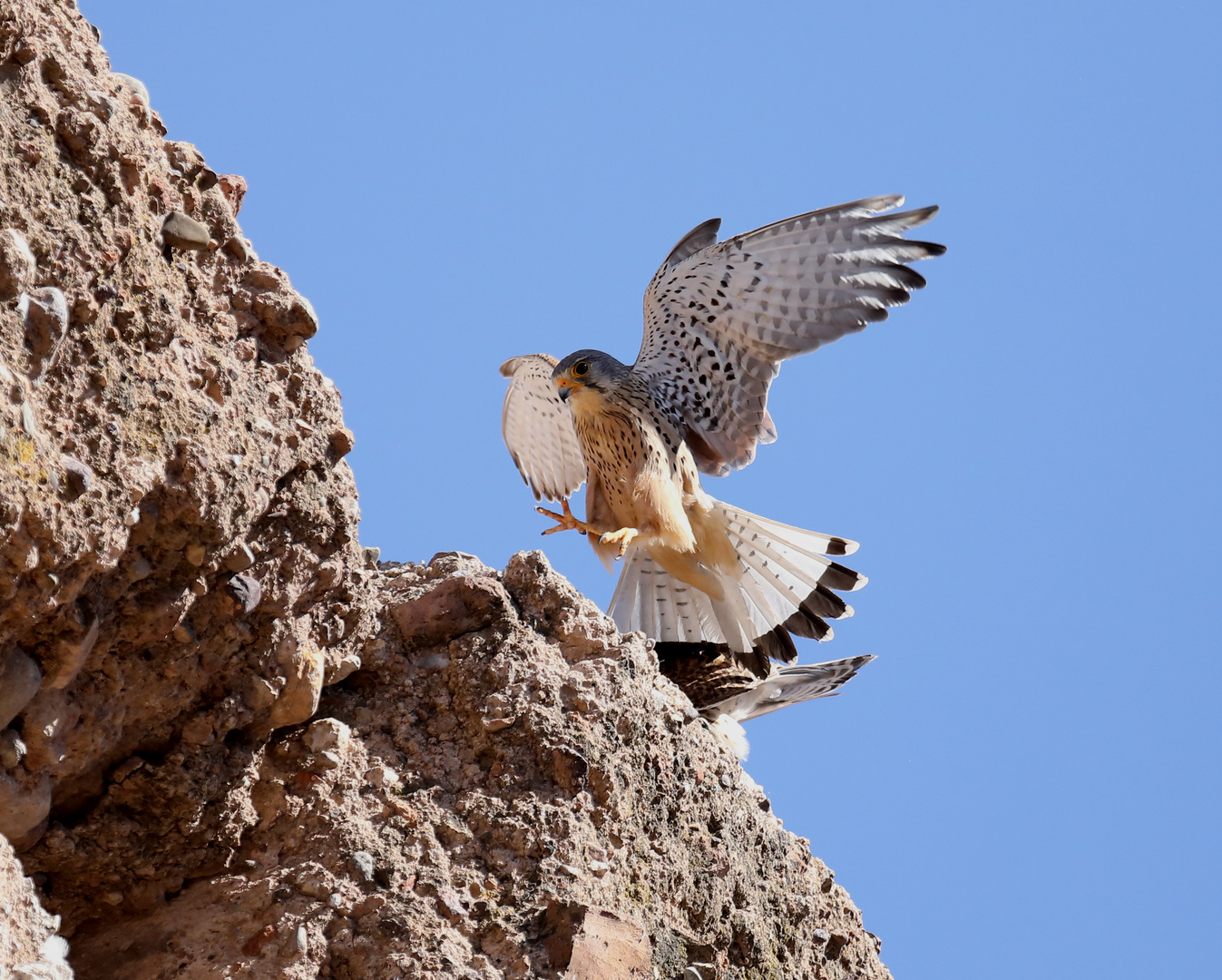 Turmfalke-Marrakech