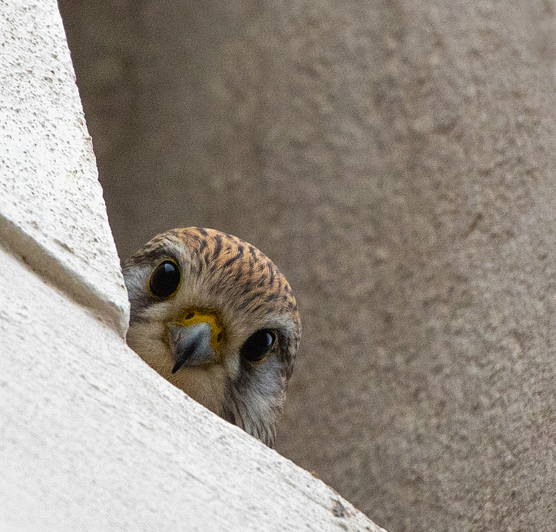 Turmfalke Martin Gallus-Kirche Magdeburg