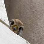 Turmfalke Martin Gallus-Kirche Magdeburg