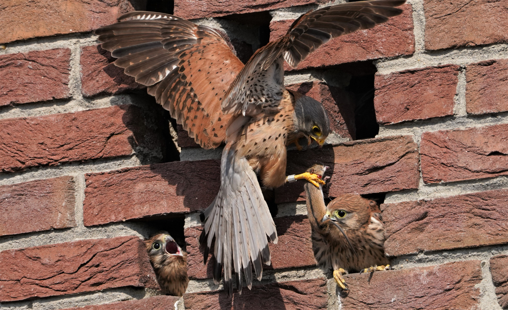 Turmfalke - Mausübergabe