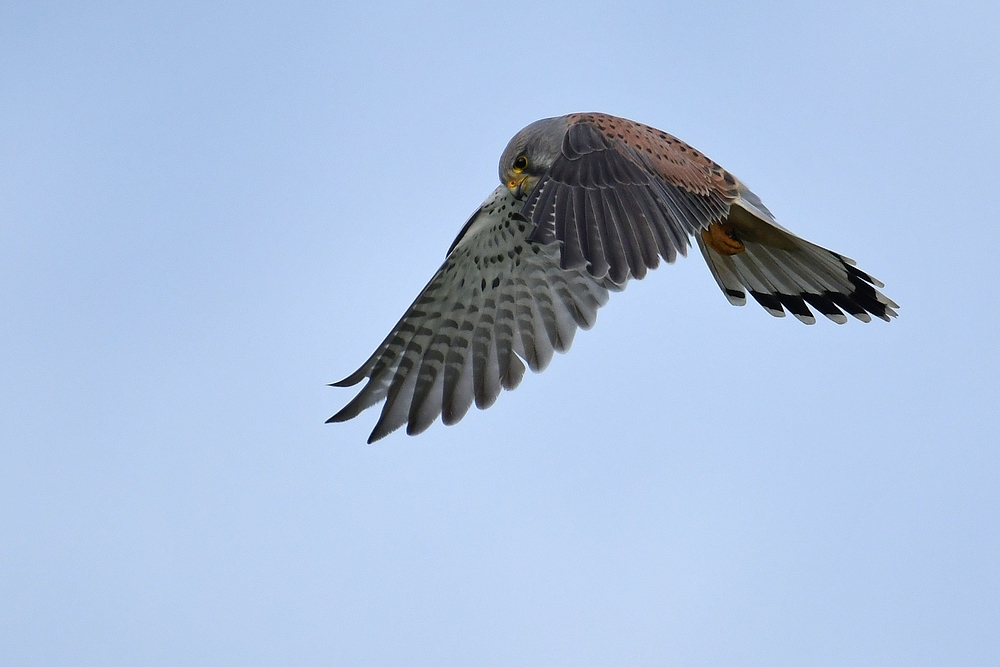 Turmfalke: Mist – wieder nur Gänse im Raps