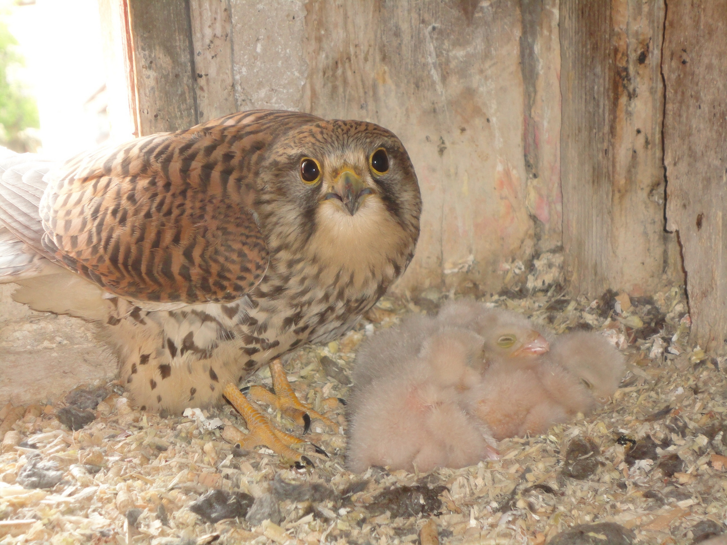 Turmfalke mit 6 frisch geschlüpften Jungen