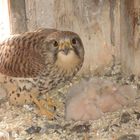 Turmfalke mit 6 frisch geschlüpften Jungen