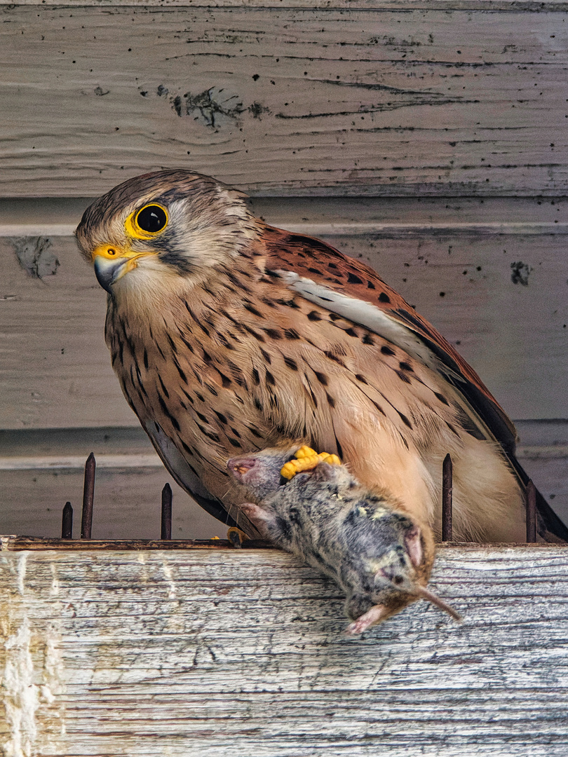 Turmfalke mit Abendessen