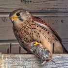 Turmfalke mit Abendessen