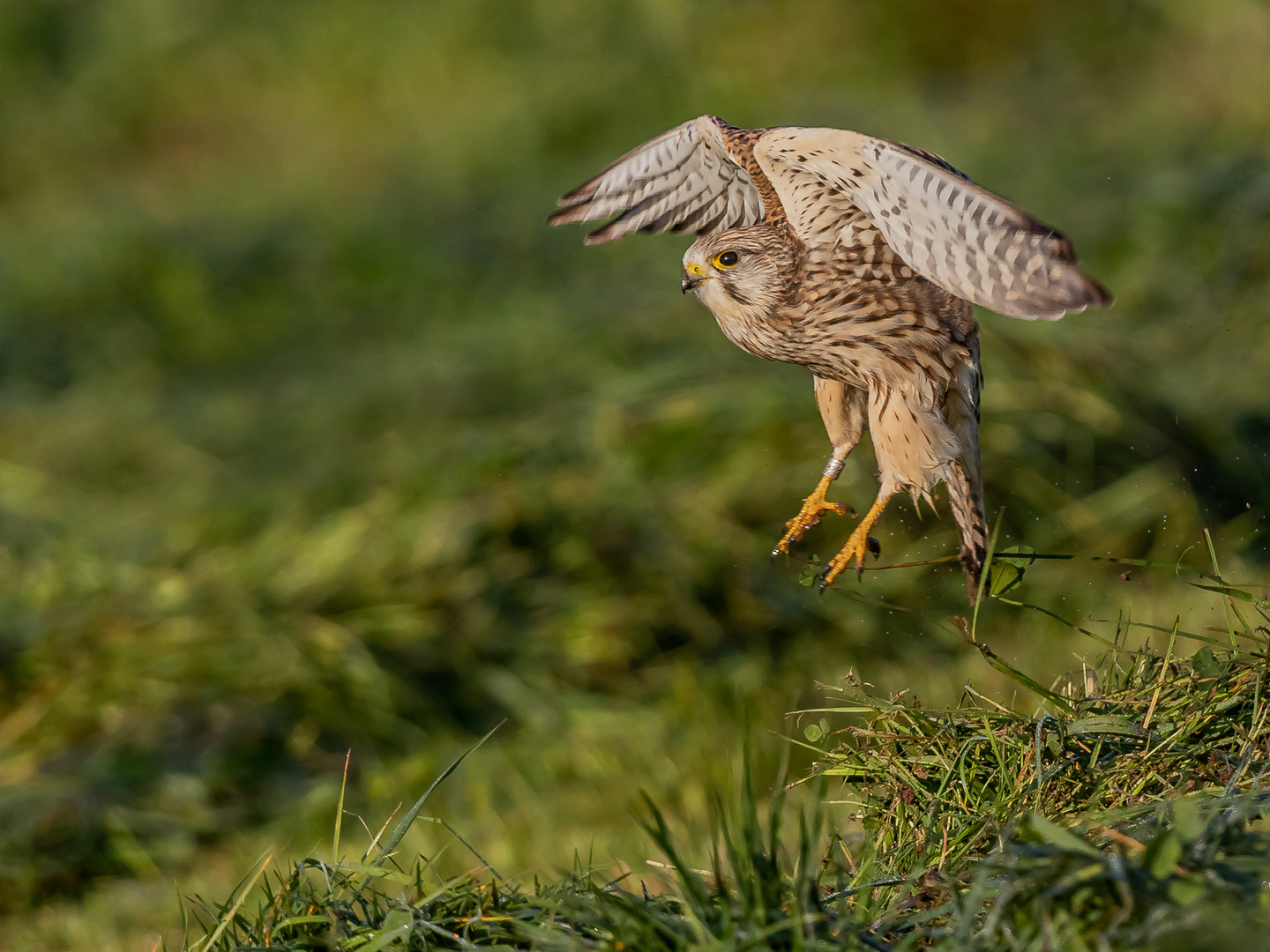 Turmfalke mit Ballast