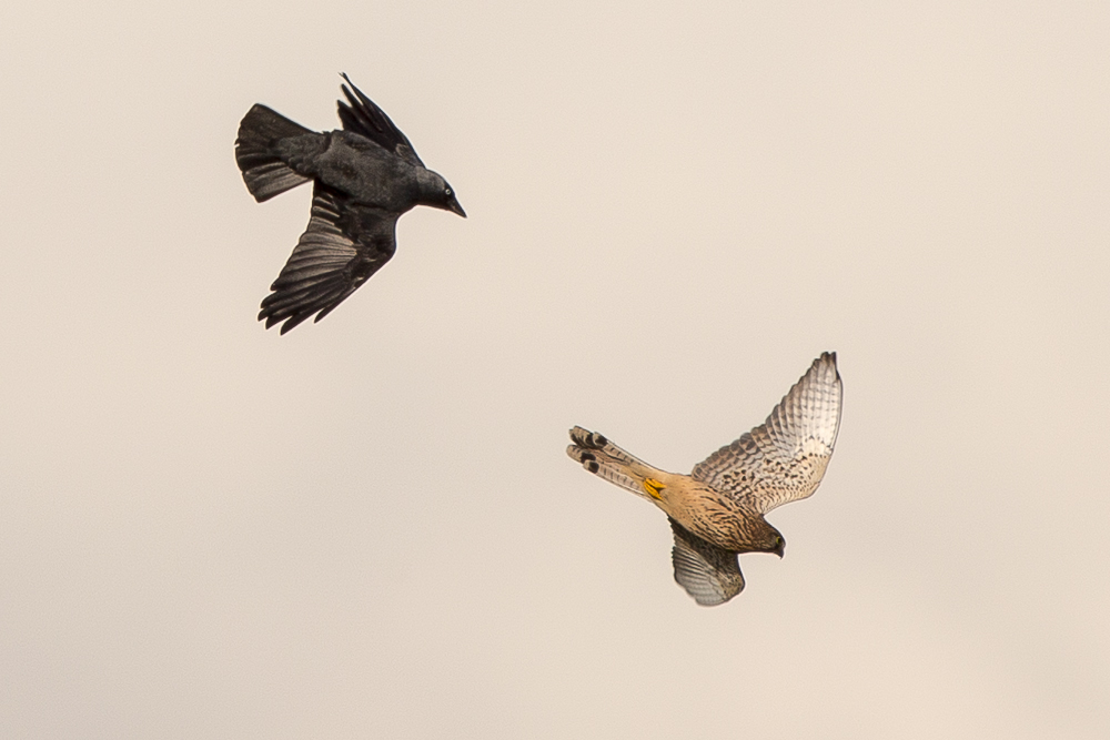 Turmfalke mit Begleiter