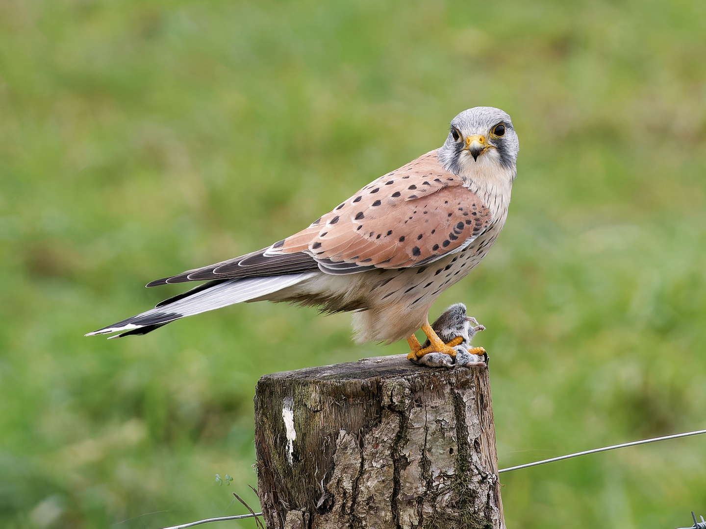 Turmfalke mit Beute