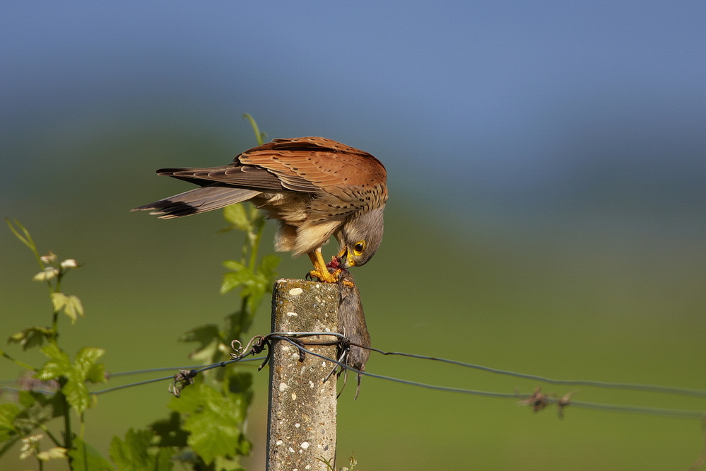 Turmfalke mit Beute