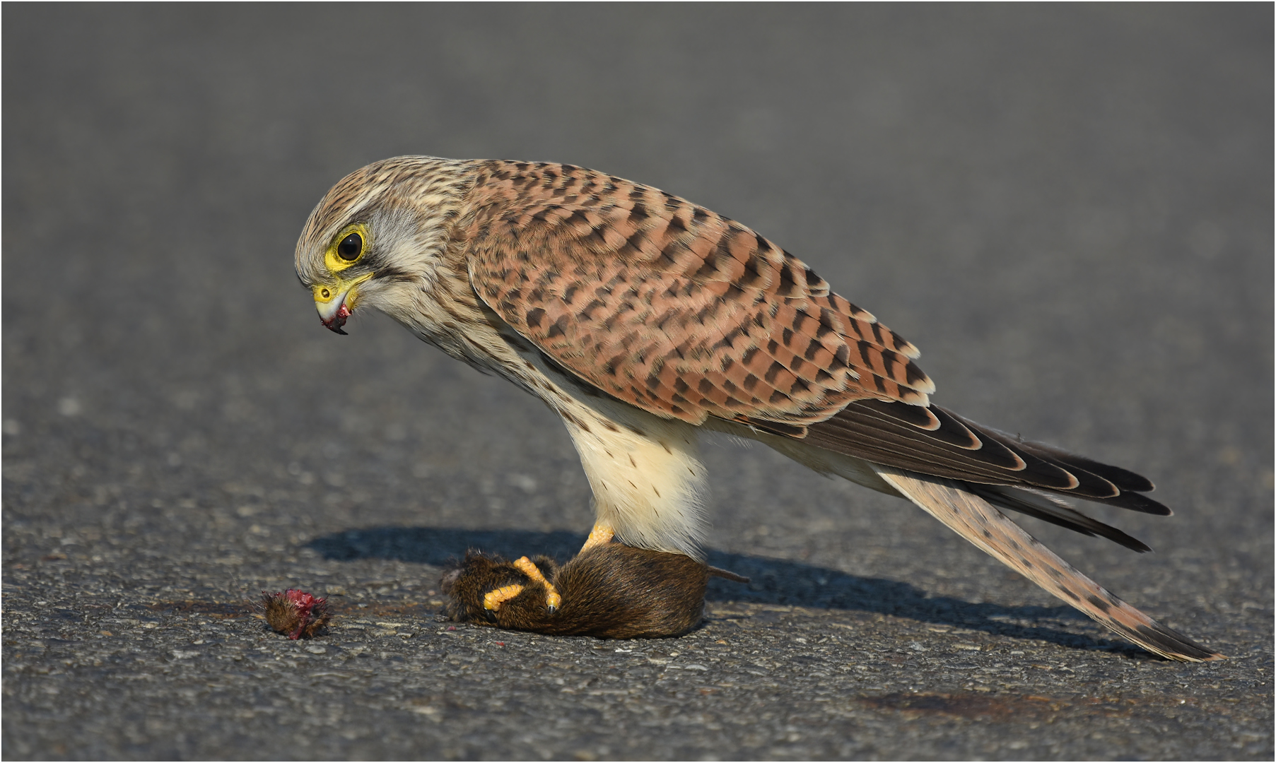 Turmfalke mit Beute