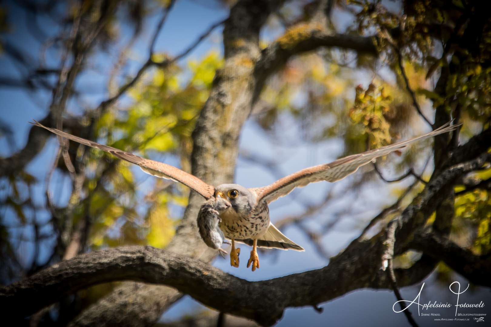 Turmfalke mit Beute