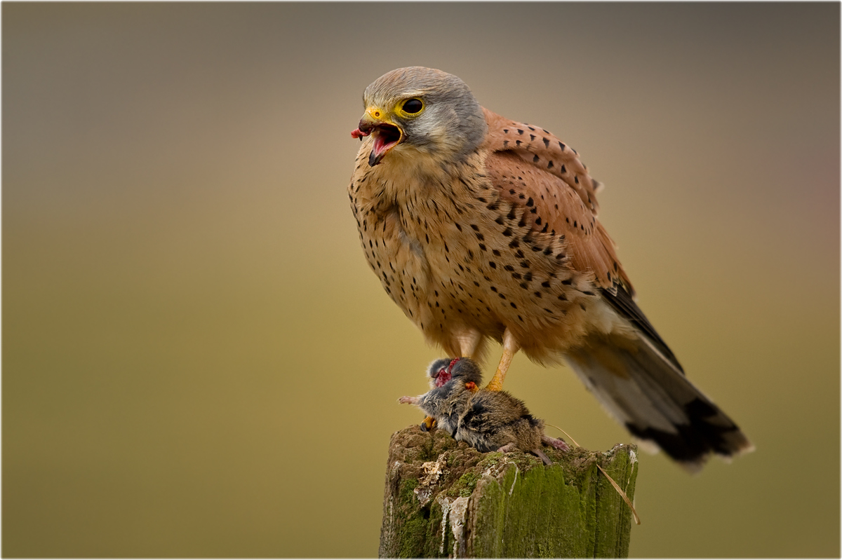 Turmfalke mit Beute