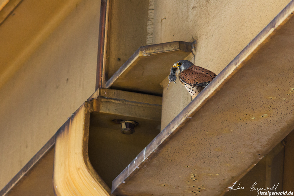 Turmfalke mit Beute