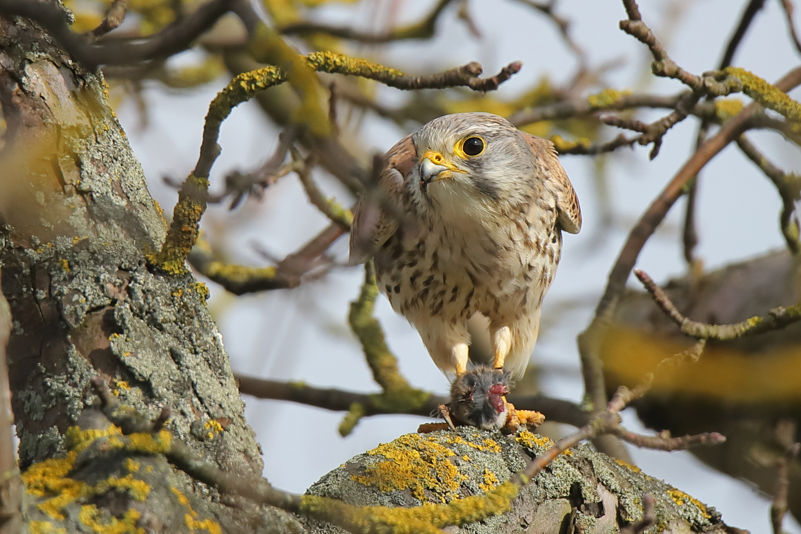 Turmfalke mit Beute 