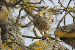 Turmfalke mit Beute 