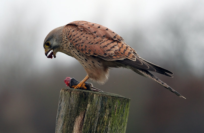 Turmfalke mit Beute 3