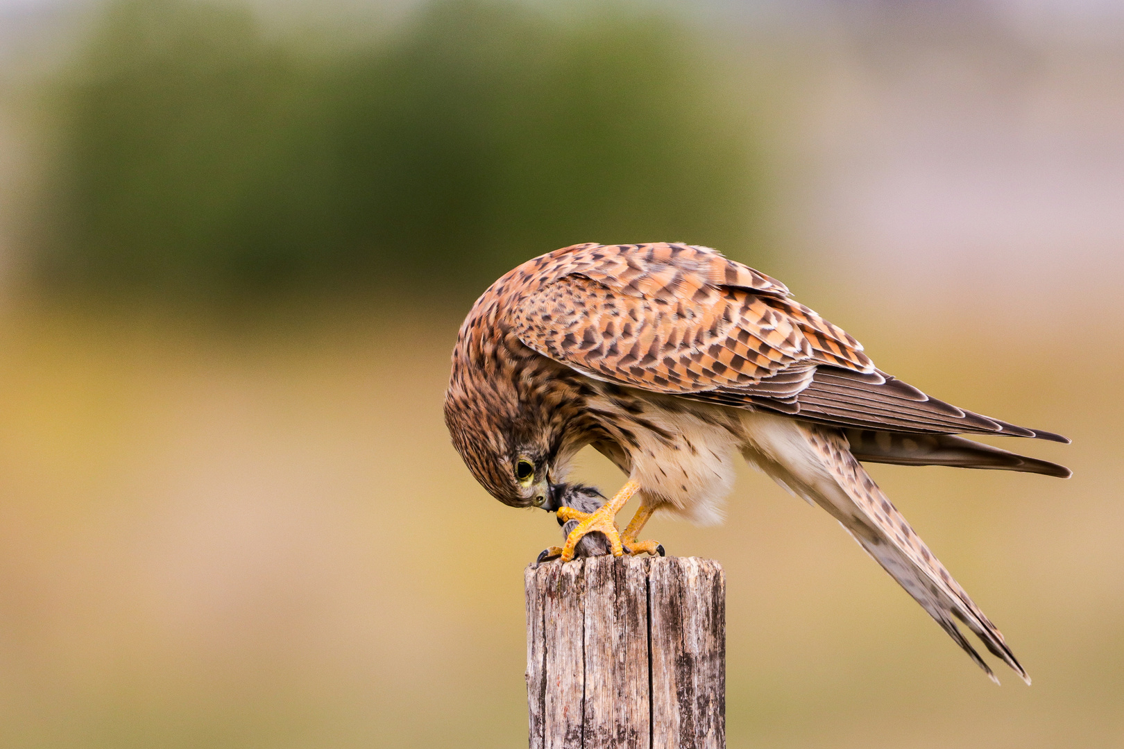 Turmfalke mit Beute