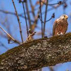 Turmfalke mit Beute