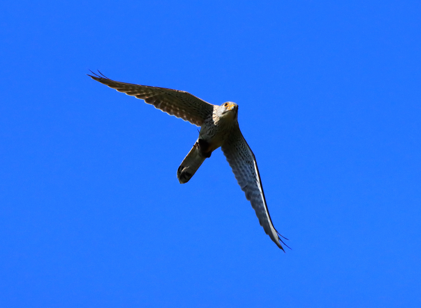 Turmfalke mit Beute