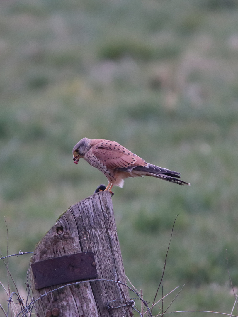 Turmfalke mit Beute