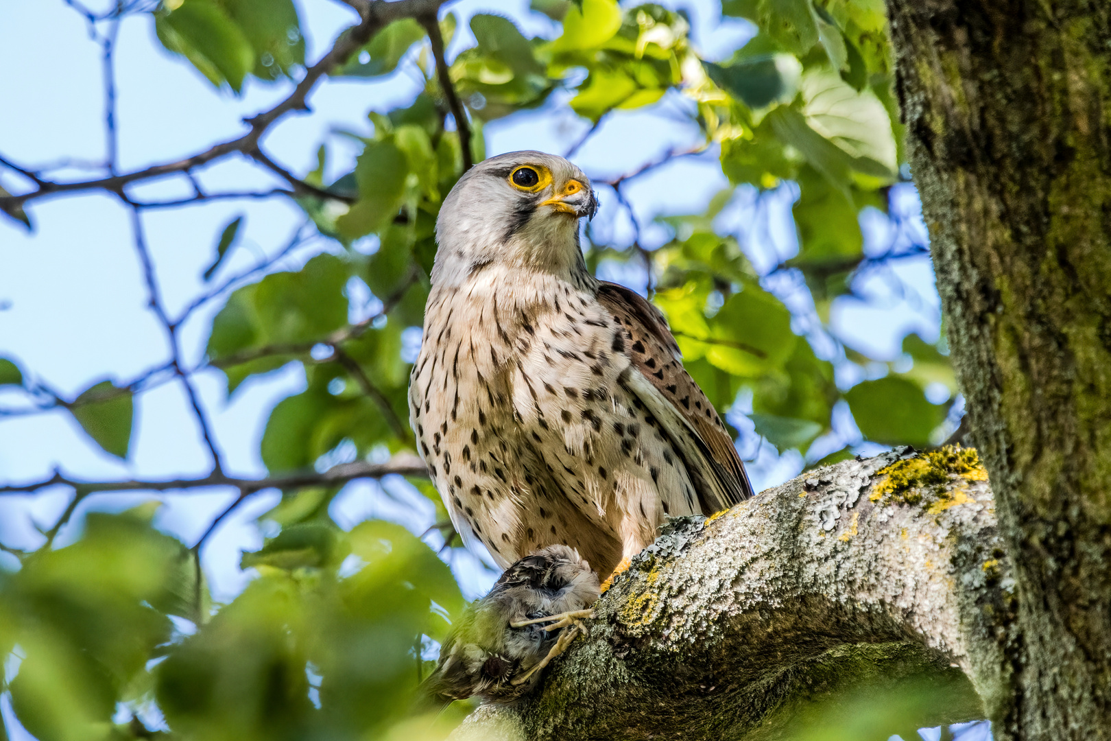 Turmfalke mit Beute