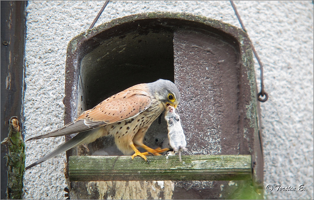 Turmfalke mit Beute