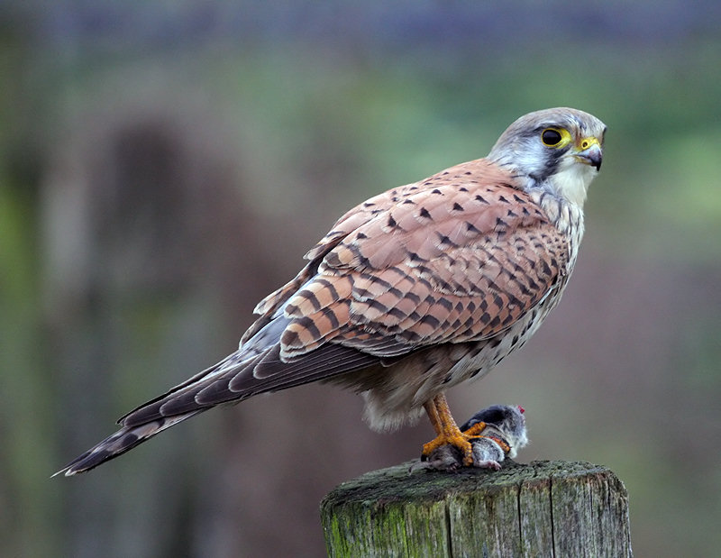 Turmfalke mit Beute 5