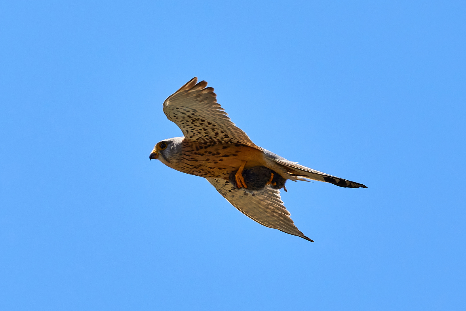 Turmfalke mit Beute