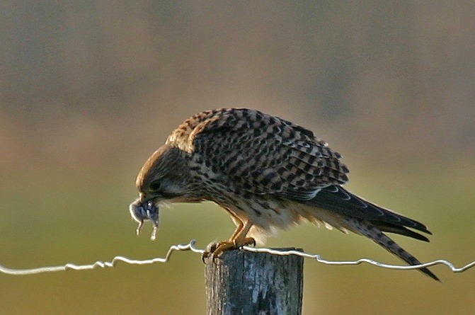 Turmfalke mit Beute