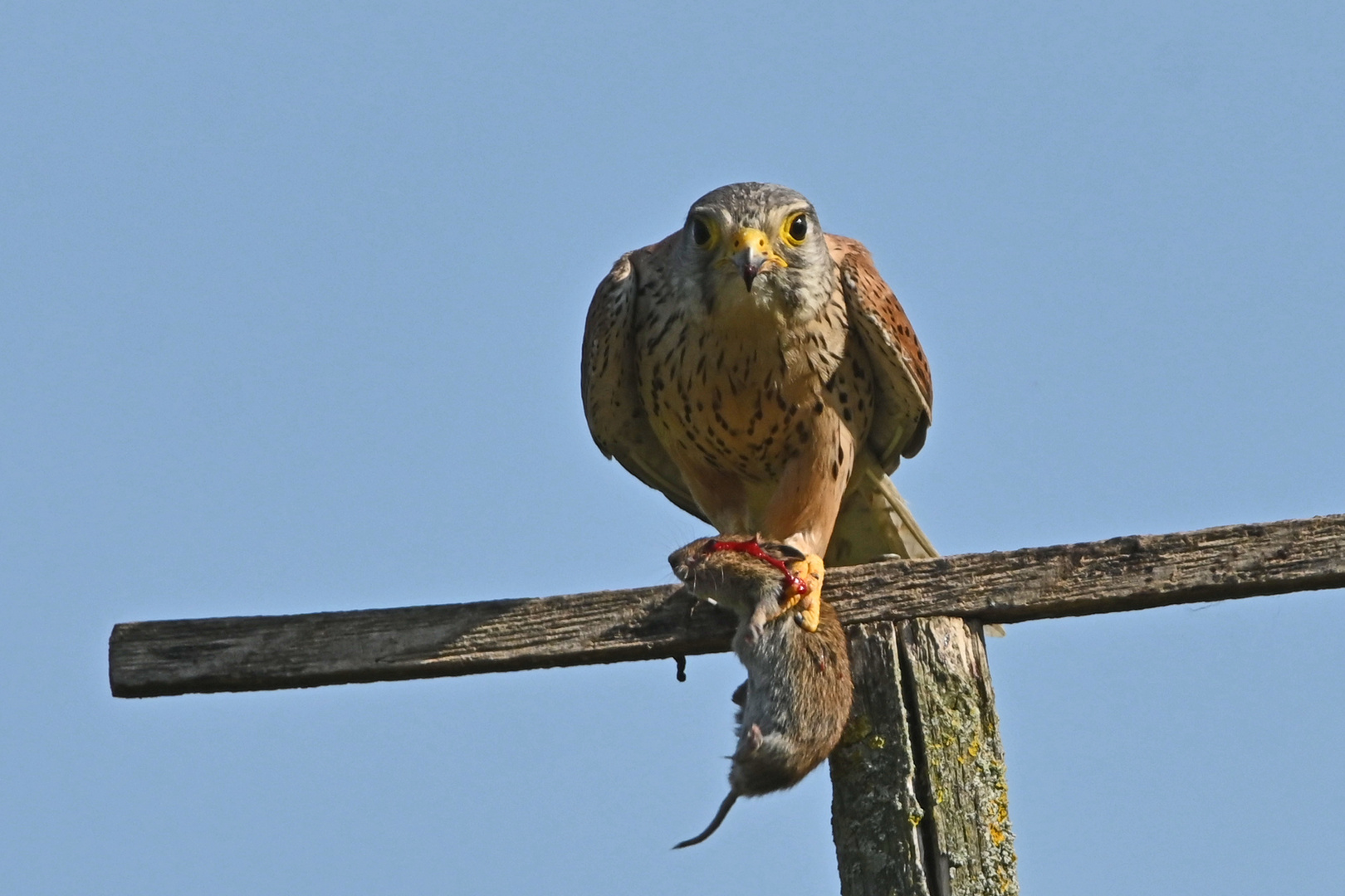 Turmfalke mit Beute