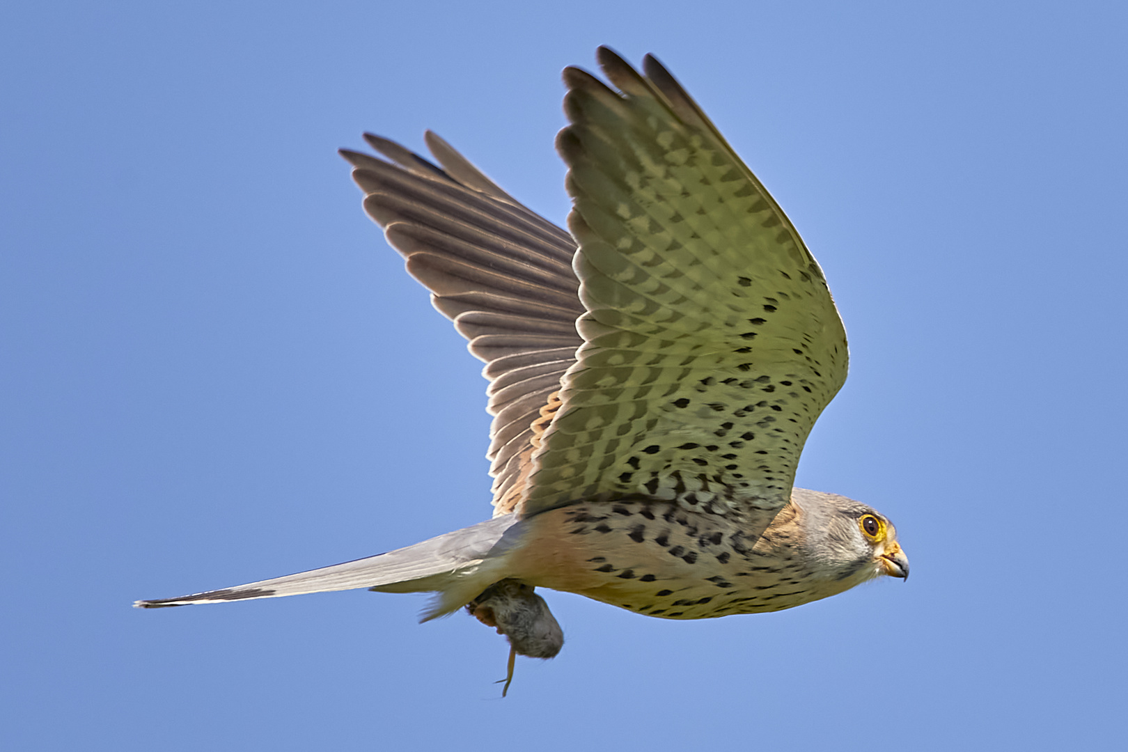 Turmfalke mit Beute