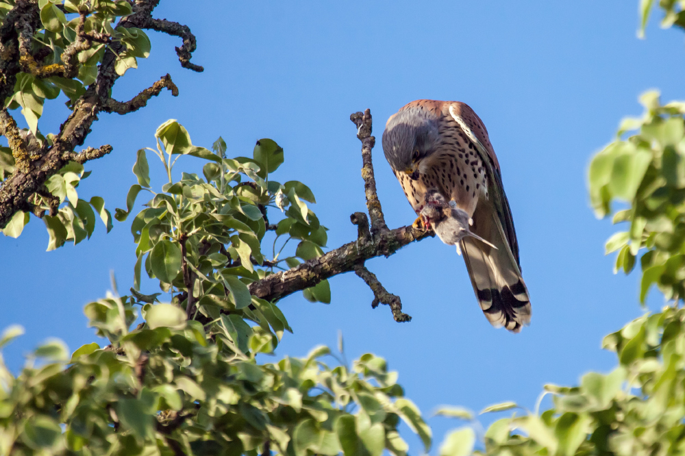 Turmfalke mit Beute